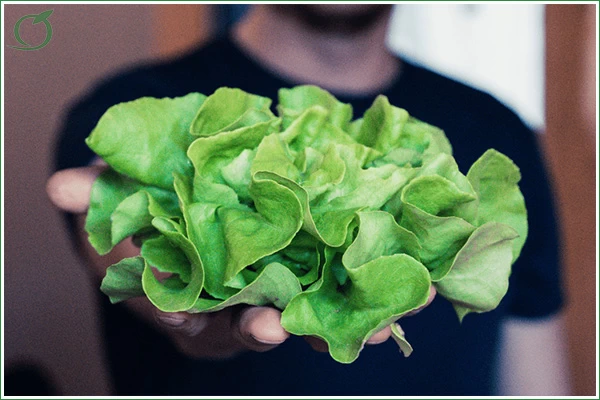 Bild zeigt einen Mann, der einen Salatkopf in der Hand hält.