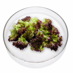 Bild zeigt Lollo Rosso Salatblätter in einer Glasschale