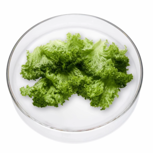 Bild zeigt Lollo Bionda Salatblätter in einer Glasschale