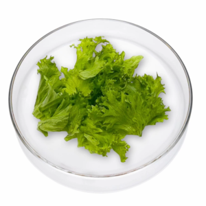 Das Bild zeigt den Blattsalat Lollo Bionda in einer Glasschale